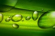 Water Drops