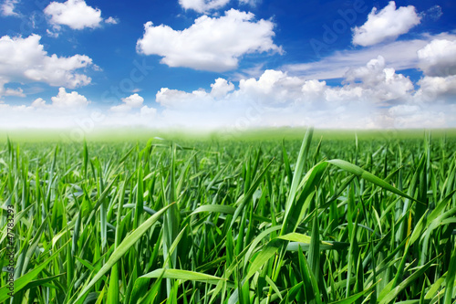 Photo: Green grass, the blue sky and white clouds Green grass, the blue sky and white clouds