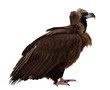 vulture. Isolated over white