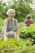  women working in  vegetable garden