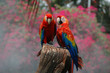 Scarlet Macaw (Ara macao)