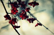 Red Frozen Blossoms