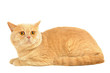 Scottish purebred cat