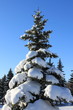 Photo: Pine-tree in snow , winter landscape Pine-tree in snow , winter landscape