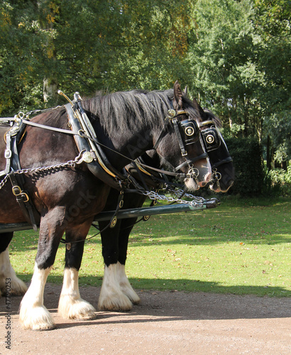 Photo: Two Magnificent Shire Horses in a Paired Harness. Two Magnificent Shire Horses in a Paired Harness.