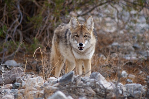 Photo: coyote in death valley 4 coyote in death valley 4