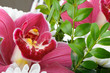 Orchid