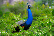 peacock