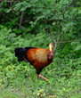 Wild cock