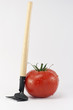 Foto: Tomato with rake. With clipping path Tomato with rake. With clipping path