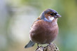 canvas print picture - chaffinch