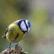 canvas print picture - blue tit