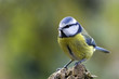 canvas print picture - blue tit