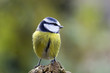 canvas print picture - blue tit
