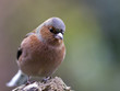 canvas print picture - male chaffinch