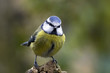 canvas print picture - blue tit