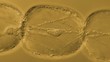 Movement of organelles in Tradescantia stamen hair cells