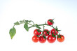 Photo: Cherry tomatoes Cherry tomatoes