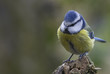 canvas print picture - blue tit