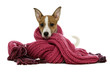 Jack Russell dog wrapped in a pink scarf on a white background