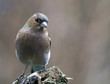 canvas print picture - chaffinch