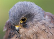 canvas print picture - kestrel