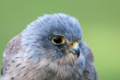 canvas print picture - kestrel - torenvalk