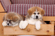 Pets, two Akita Inu puppy dog in drawer of sofa