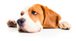 beagle head