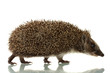 Hedgehog, isolated on white