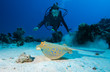 Photo: Diver and Bluespotted stingray Diver and Bluespotted stingray