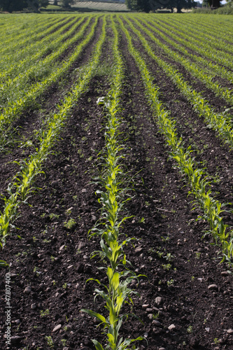 Photo: Corn seedlings growing in rural field in early spring Corn seedlings growing in rural field in early spring