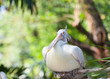Sitting Spot-billed pelican bird on the tree