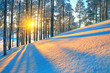 Sunset in winter forest