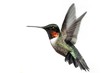 Isolated Ruby-throated Hummingbird