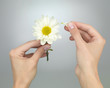 Photo: he loves me he loves me not he loves me he loves me not