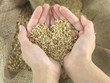 Photo: wheat heart wheat heart