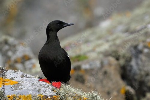 Photo: Black Guillemot on rocks with lichen Black Guillemot on rocks with lichen