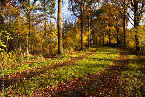 Photo: ground road in autumn forest ground road in autumn forest