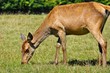 Reh beim fressen