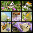 Seven photos mosaic of french butterflies