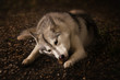 Grey wolf in forest
