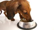Video: HD - Dog eats money HD - Dog eats money