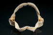 Shark Jaw Showing Teeth
