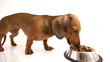 HD - Dog eat dry food