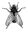 Vector illustration of fly in vintage engraved style