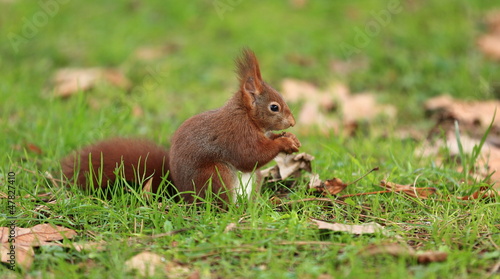 Photo: écureuil et sa noisette écureuil et sa noisette