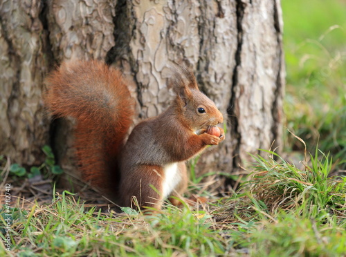 Photo: écureuil et sa noisette écureuil et sa noisette