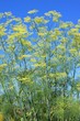 Foto: Fenchel Fenchel