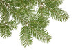 Photo: Fir bough on white background with room for message. Fir bough on white background with room for message.